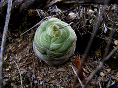 Crassula hemisphaerica