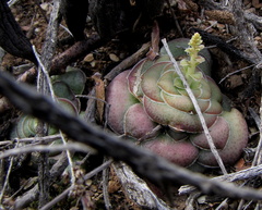 Crassula hemisphaerica