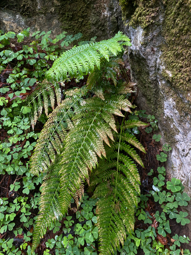 Dudley's shield fern (Polystichum dudleyi)