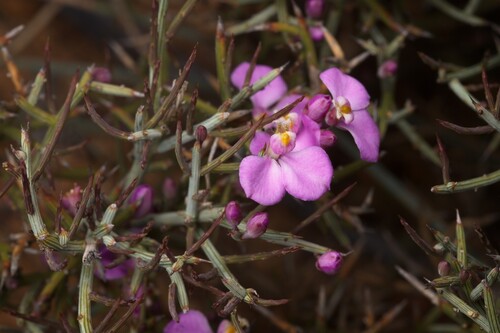 Comesperma spinosum (Comesperma spinosum)