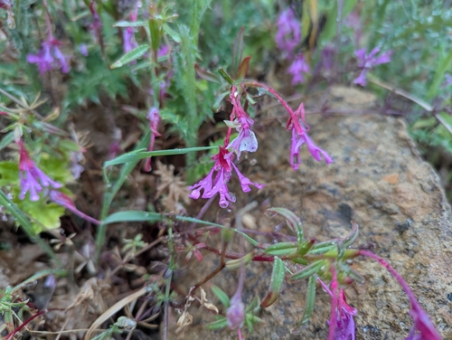 Red ribbons (Clarkia concinna)