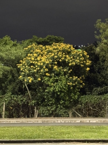 Senna macranthera, photograph 5