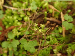Azorella hookeri