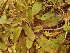 Plantago raoulii