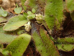Plantago raoulii