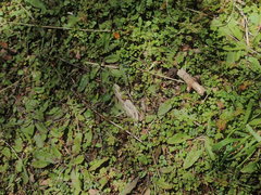 Plantago raoulii