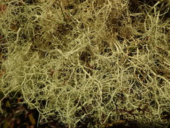Usnea contexta