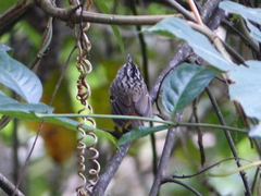 Hypocnemis peruviana