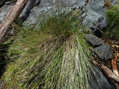 Schoenus pauciflorus