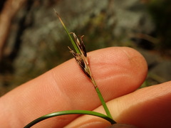 Schoenus pauciflorus