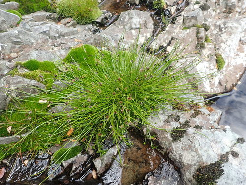 Isolepis pottsii observed 2019-12-30