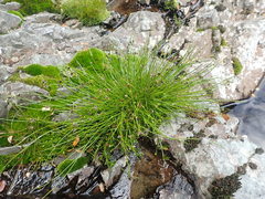 Isolepis pottsii