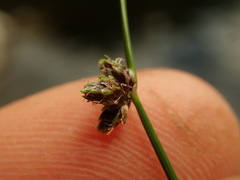 Isolepis pottsii