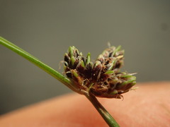 Isolepis pottsii