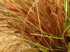 Carex comans
