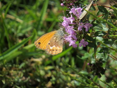 Coenonympha corinna
