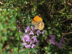 Coenonympha corinna