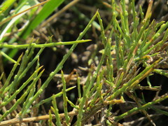 Chorthippus corsicus