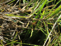 Chorthippus corsicus