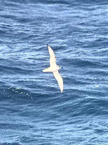 Masatierra Petrel (Pterodroma defilippiana), photo 4