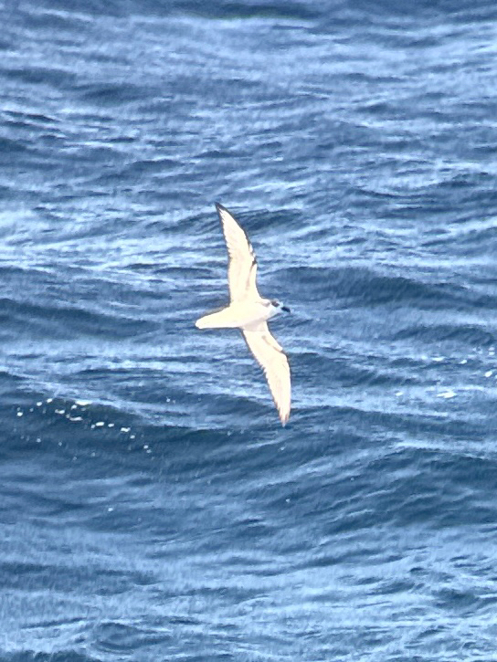 Masatierra Petrel (Pterodroma defilippiana), photo 4