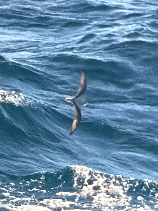 Masatierra Petrel (Pterodroma defilippiana), photo 2