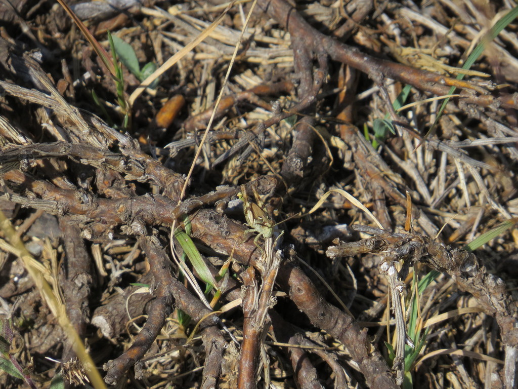 Corsican Grasshopper