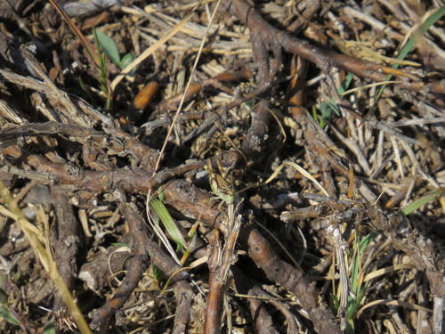 Corsican Grasshopper