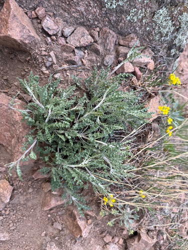 Fendler's ragwort (Packera fendleri)