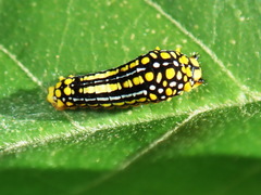 Mimoides euryleon clusoculis