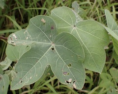 Gossypium tomentosum