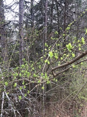 Dirca palustris