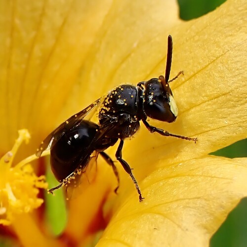 Hylaeus anthracinus observed 2026-04-11