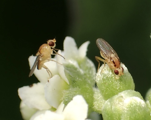 Cadrema pallida observed 2026-04-11