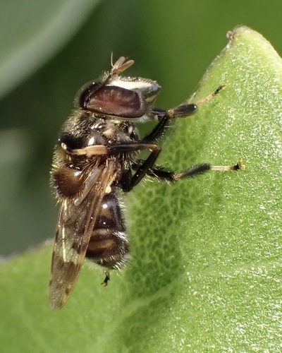 Copestylum tamaulipanum observed 2026-04-11