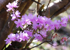 Rhododendron dilatatum dilatatum