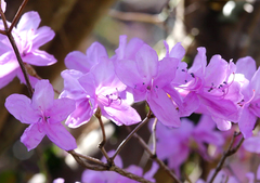 Rhododendron dilatatum dilatatum
