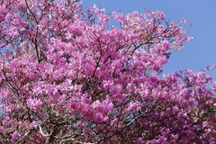 Rhododendron dilatatum dilatatum