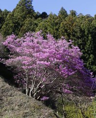 Rhododendron dilatatum dilatatum