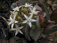 Crassula arborescens arborescens