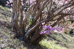 Rhododendron dilatatum dilatatum