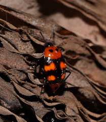 Scaphidium alpicola
