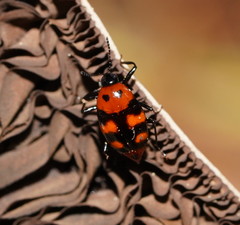 Scaphidium alpicola