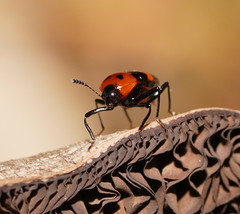 Scaphidium alpicola