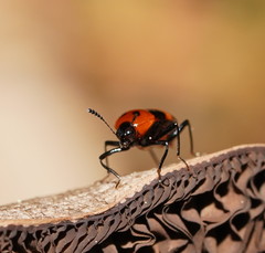 Scaphidium alpicola