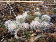 Echinocereus reichenbachii baileyi