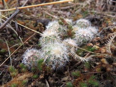 Echinocereus reichenbachii baileyi