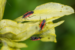 Dionconotus neglectus