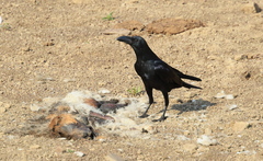 Corvus macrorhynchos culminatus