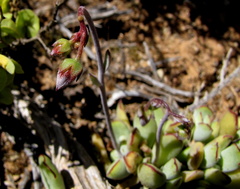Cotyledon papillaris